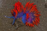 Flabellina iodinea (ordre Nudibranches)